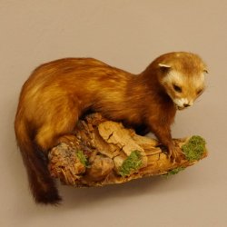 Iltis Tier Präparat Höhe 18 cm auf Holzstamm Tierpräparat taxidermy 89.4.80
