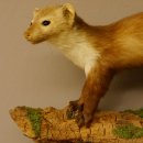 Steinmarder Marder auf Ast Präparat Deko Tierpräparat 89.5.229