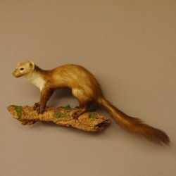 Steinmarder Marder auf Ast Präparat Deko Tierpräparat 89.5.229