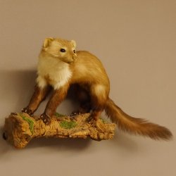 Steinmarder Marder auf Ast Präparat Deko Tierpräparat 89.5.229