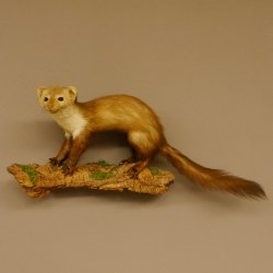 Steinmarder Marder auf Ast Präparat Deko Tierpräparat 89.5.229