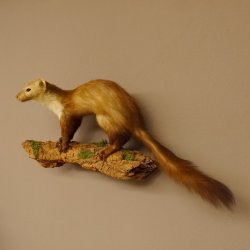 Steinmarder Marder auf Ast Präparat Deko Tierpräparat 89.5.229