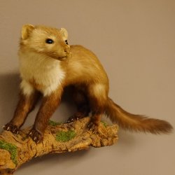 Steinmarder Marder auf Ast Präparat Deko Tierpräparat 89.5.229