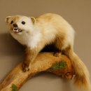 Steinmarder Marder auf Ast Präparat Deko Tierpräparat 89.5.230