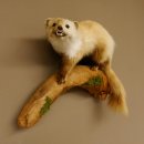 Steinmarder Marder auf Ast Präparat Deko Tierpräparat 89.5.230