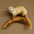 Steinmarder Marder auf Ast Präparat Deko Tierpräparat 89.5.230