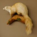 Steinmarder Marder auf Ast Präparat Deko Tierpräparat 89.5.230