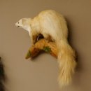 Steinmarder Marder auf Ast Präparat Deko Tierpräparat 89.5.230