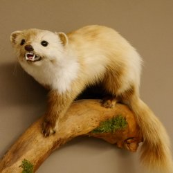 Steinmarder Marder auf Ast Präparat Deko Tierpräparat 89.5.230