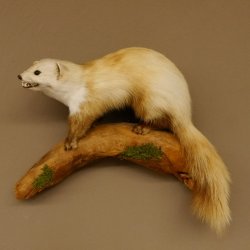 Steinmarder Marder auf Ast Präparat Deko Tierpräparat 89.5.230