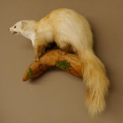 Steinmarder Marder auf Ast Präparat Deko Tierpräparat 89.5.230