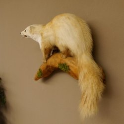 Steinmarder Marder auf Ast Präparat Deko Tierpräparat 89.5.230