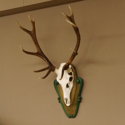 Rothirschgeweih ungerader 12 ender Hirsch Höhe 96 cm Hirschgeweih Geweih geschnitztem Trophäenschild 70.1038