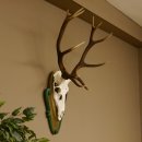 Rothirschgeweih ungerader 12 ender Hirsch Höhe 96 cm Hirschgeweih Geweih geschnitztem Trophäenschild 70.1038