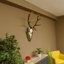 Rothirschgeweih ungerader 12 ender Hirsch Höhe 96 cm Hirschgeweih Geweih geschnitztem Trophäenschild 70.1038