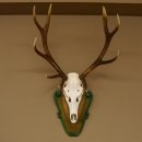 Rothirschgeweih ungerader 12 ender Hirsch Höhe 96 cm Hirschgeweih Geweih geschnitztem Trophäenschild 70.1038