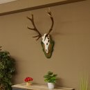 Rothirschgeweih ungerader 12 ender Hirsch Höhe 96 cm Hirschgeweih Geweih geschnitztem Trophäenschild 70.1038