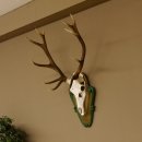 Rothirschgeweih ungerader 12 ender Hirsch Höhe 96 cm Hirschgeweih Geweih geschnitztem Trophäenschild 70.1038