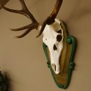 Rothirschgeweih ungerader 12 ender Hirsch Höhe 96 cm Hirschgeweih Geweih geschnitztem Trophäenschild 70.1038