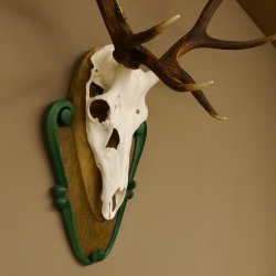 Rothirschgeweih ungerader 12 ender Hirsch Höhe 96 cm Hirschgeweih Geweih geschnitztem Trophäenschild 70.1038