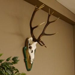 Rothirschgeweih ungerader 12 ender Hirsch Höhe 96 cm Hirschgeweih Geweih geschnitztem Trophäenschild 70.1038