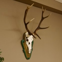 Rothirschgeweih ungerader 12 ender Hirsch Höhe 96 cm Hirschgeweih Geweih geschnitztem Trophäenschild 70.1038