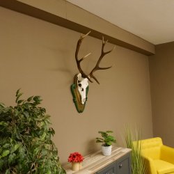 Rothirschgeweih ungerader 12 ender Hirsch Höhe 96 cm Hirschgeweih Geweih geschnitztem Trophäenschild 70.1038