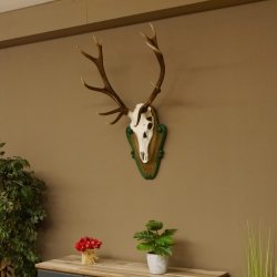 Rothirschgeweih ungerader 12 ender Hirsch Höhe 96 cm Hirschgeweih Geweih geschnitztem Trophäenschild 70.1038
