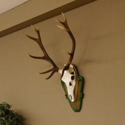 Rothirschgeweih ungerader 12 ender Hirsch Höhe 96 cm Hirschgeweih Geweih geschnitztem Trophäenschild 70.1038