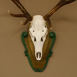 Rothirschgeweih ungerader 12 ender Hirsch Höhe 96 cm Hirschgeweih Geweih geschnitztem Trophäenschild 70.1038