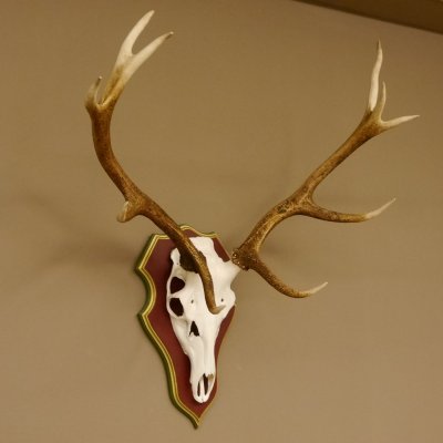 Rothirschgeweih 10 Ender Hirsch Geweih auf ZIRBENHOLZ Trophäenschild Höhe 92 cm Hirschgeweih Geweih 70.1039