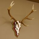 Rothirschgeweih 10 Ender Hirsch Geweih auf ZIRBENHOLZ Trophäenschild Höhe 92 cm Hirschgeweih Geweih 70.1039