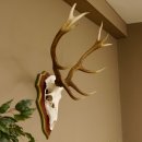 Rothirschgeweih 10 Ender Hirsch Geweih auf ZIRBENHOLZ Trophäenschild Höhe 92 cm Hirschgeweih Geweih 70.1039