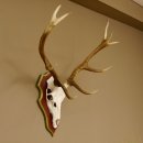 Rothirschgeweih 10 Ender Hirsch Geweih auf ZIRBENHOLZ Trophäenschild Höhe 92 cm Hirschgeweih Geweih 70.1039