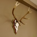 Rothirschgeweih 10 Ender Hirsch Geweih auf ZIRBENHOLZ Trophäenschild Höhe 92 cm Hirschgeweih Geweih 70.1039