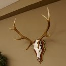 Rothirschgeweih 10 Ender Hirsch Geweih auf ZIRBENHOLZ Trophäenschild Höhe 92 cm Hirschgeweih Geweih 70.1039