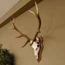 Rothirschgeweih 10 Ender Hirsch Geweih auf ZIRBENHOLZ Trophäenschild Höhe 92 cm Hirschgeweih Geweih 70.1039