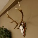 Rothirschgeweih 10 Ender Hirsch Geweih auf ZIRBENHOLZ Trophäenschild Höhe 92 cm Hirschgeweih Geweih 70.1039