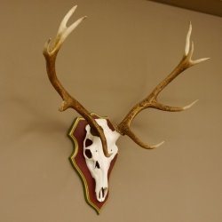 Rothirschgeweih 10 Ender Hirsch Geweih auf ZIRBENHOLZ Trophäenschild Höhe 92 cm Hirschgeweih Geweih 70.1039