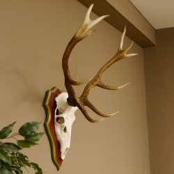 Rothirschgeweih 10 Ender Hirsch Geweih auf ZIRBENHOLZ Trophäenschild Höhe 92 cm Hirschgeweih Geweih 70.1039