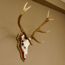 Rothirschgeweih 10 Ender Hirsch Geweih auf ZIRBENHOLZ Trophäenschild Höhe 92 cm Hirschgeweih Geweih 70.1039