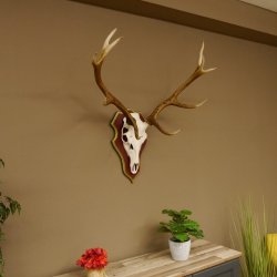 Rothirschgeweih 10 Ender Hirsch Geweih auf ZIRBENHOLZ Trophäenschild Höhe 92 cm Hirschgeweih Geweih 70.1039
