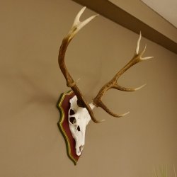 Rothirschgeweih 10 Ender Hirsch Geweih auf ZIRBENHOLZ Trophäenschild Höhe 92 cm Hirschgeweih Geweih 70.1039