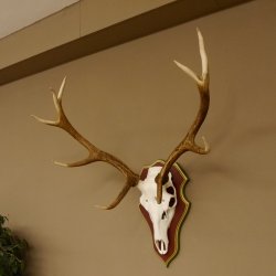 Rothirschgeweih 10 Ender Hirsch Geweih auf ZIRBENHOLZ Trophäenschild Höhe 92 cm Hirschgeweih Geweih 70.1039