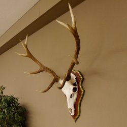 Rothirschgeweih 10 Ender Hirsch Geweih auf ZIRBENHOLZ Trophäenschild Höhe 92 cm Hirschgeweih Geweih 70.1039