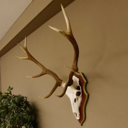 Rothirschgeweih 10 Ender Hirsch Geweih auf ZIRBENHOLZ Trophäenschild Höhe 92 cm Hirschgeweih Geweih 70.1039
