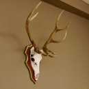 Roodhertengewei 6 eindhert hoogte 59 cm hertengewei gewei...