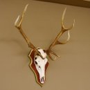 Roodhertengewei 6 eindhert hoogte 59 cm hertengewei gewei gesneden trofeeplaat 70.1031