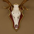 Roodhertengewei 6 eindhert hoogte 59 cm hertengewei gewei gesneden trofeeplaat 70.1031