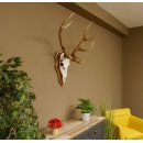 Roodhertengewei 6 eindhert hoogte 59 cm hertengewei gewei gesneden trofeeplaat 70.1031